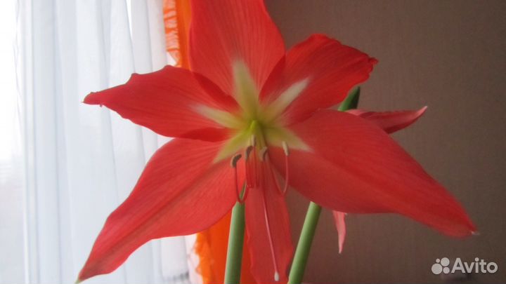 Гиппиаструм(семейства аморилловых)