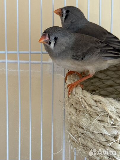 Самка и самец (зебровые амадины )