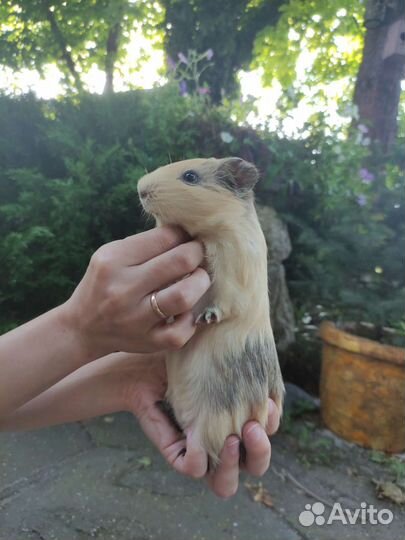 Морские свинки