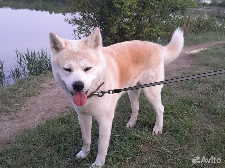 Вязка собак,акито ино