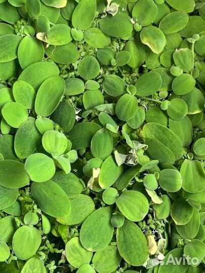 Обмен Растение Ряска и Пистия