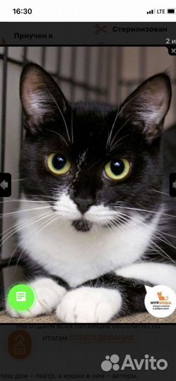 Кошка в дар бесплатно