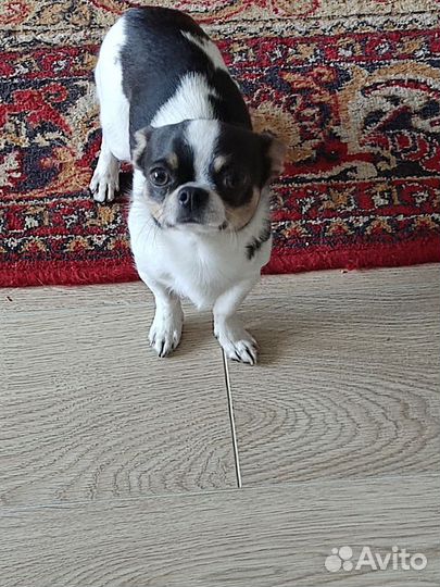 Собака породы Чихуахуа, вязка