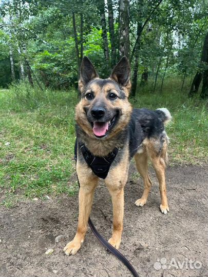 Собака в добрые руки