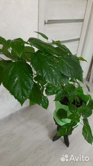 Гибискус китайская роза