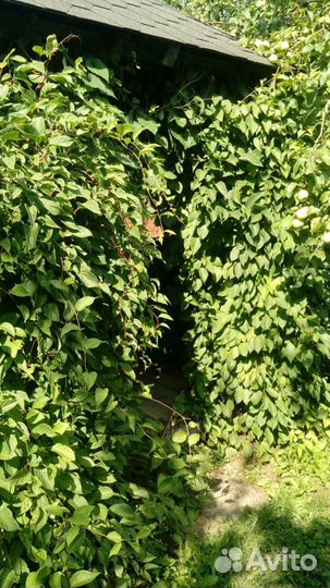 Лимонник китайский 4х-летка