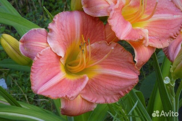 Лилейники набором