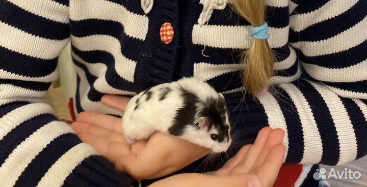 Бесплатно Хомячки Джунгарские новорожденные