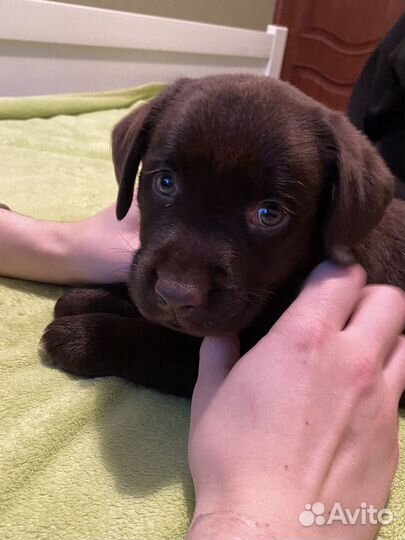 Щенок шоколадного лабрадора
