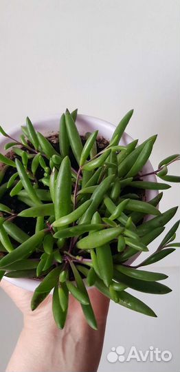 Крестовник Пурпл Флеш