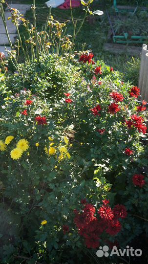 Хризантемы