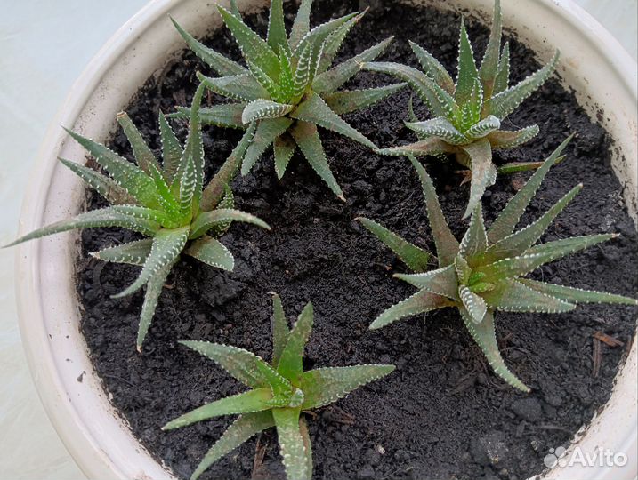 Суккуленты