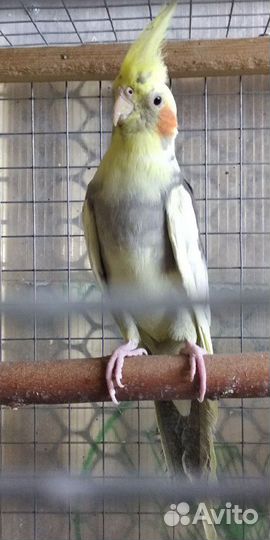 Ожереловые попугаи птенцы