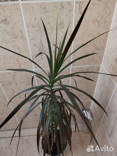 Монстера и др