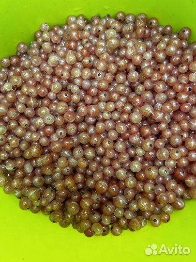 Ягоды розовой смородины