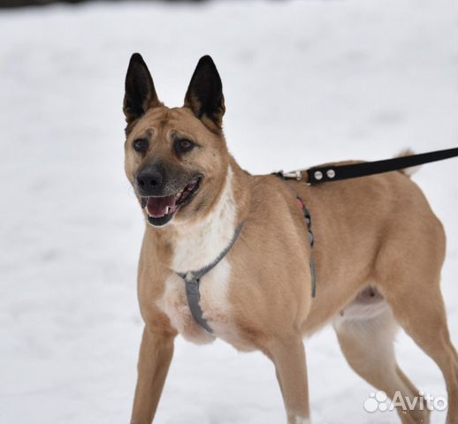 Собака Василиса из приюта ищет дом