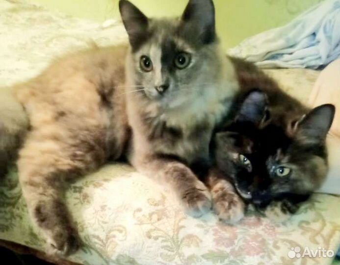 Кошки в добрые руки