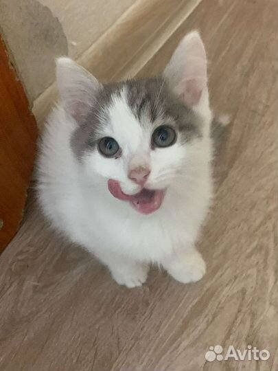 Отдам в добрые руки котят