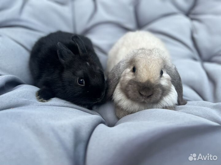 Декоративные кролики