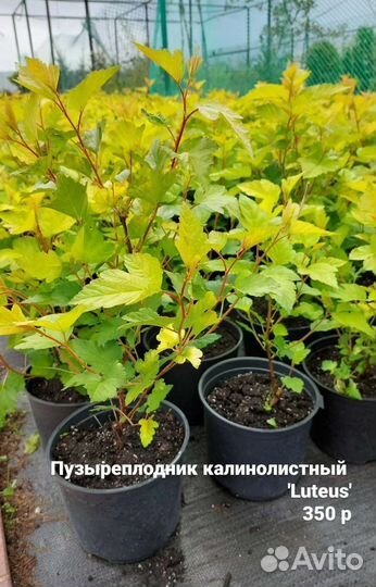 Пузыреплодник калинолистный