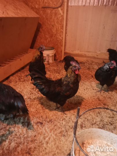 Молодые петушки