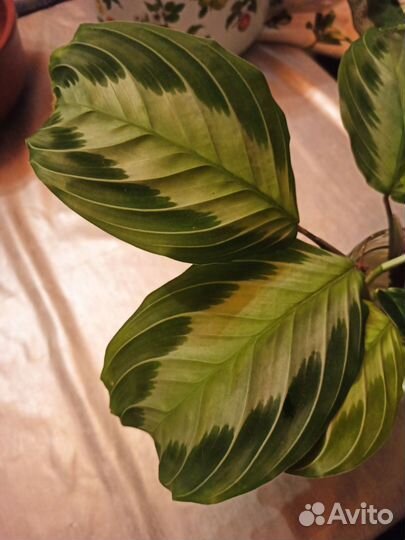 Маранта Сильвер Бэнд