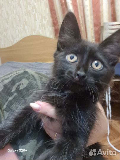 Отдам в добрые руки