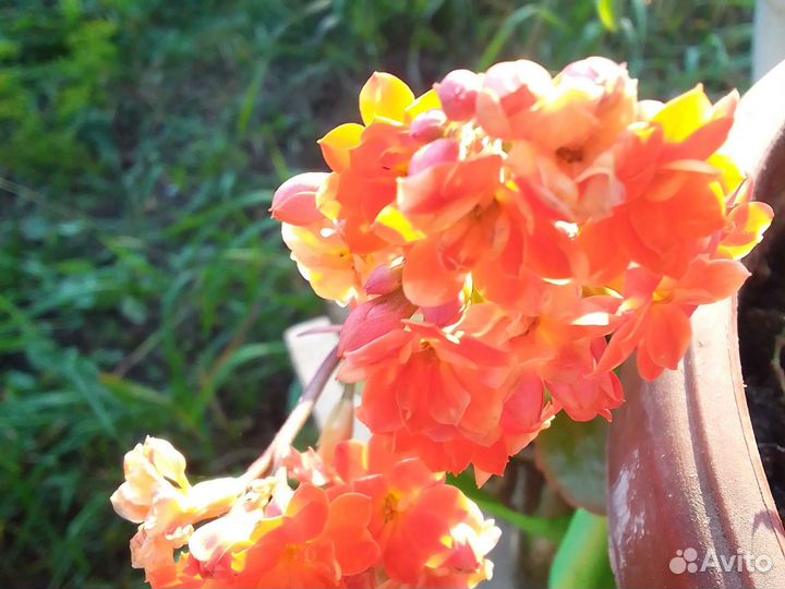 Комнатные растения цветы