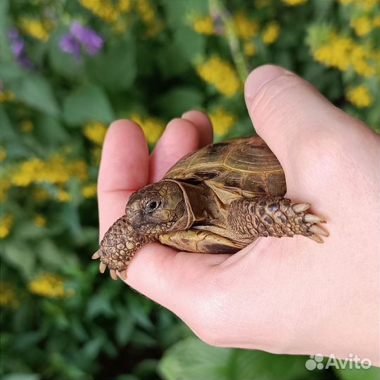 Черепаха сухопутная