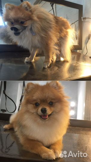 Стрижка собак, грумер