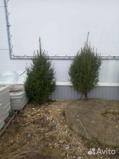 Новогодняя ёлка