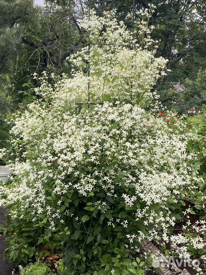 Клематис жгучий