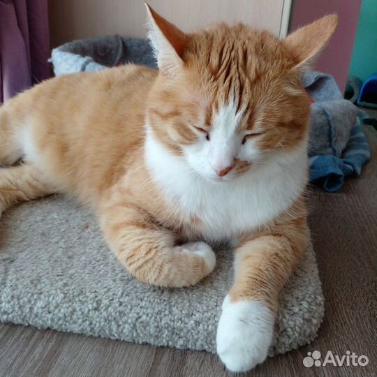 Котик ищет дом