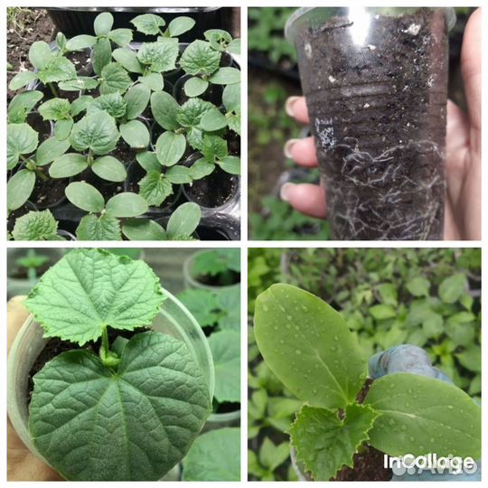 Рассада огурцов