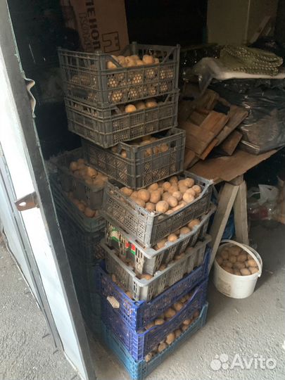 Картофель едовой, семенной