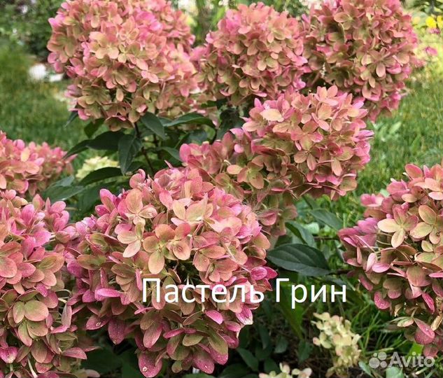 Гортензия метельчатая саженцы