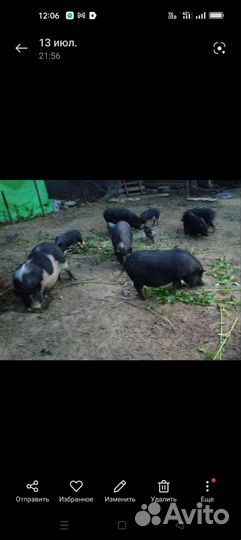 Вьетнамские свиньи покрытые