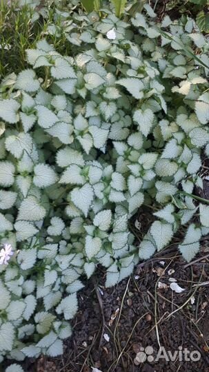 Садовые растения