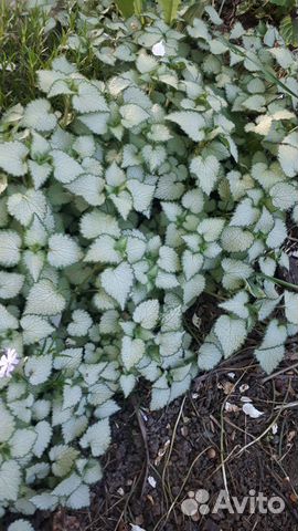 Садовые растения