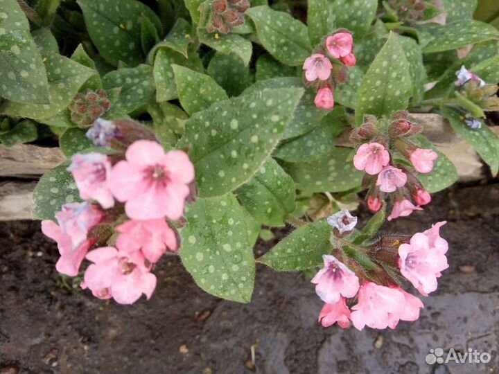 Красавицы медуница и вероника