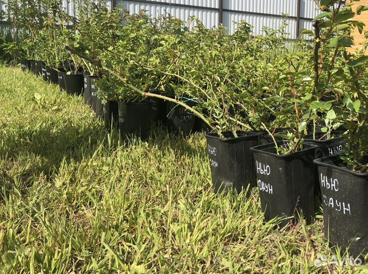 Саженцы плетистых роз