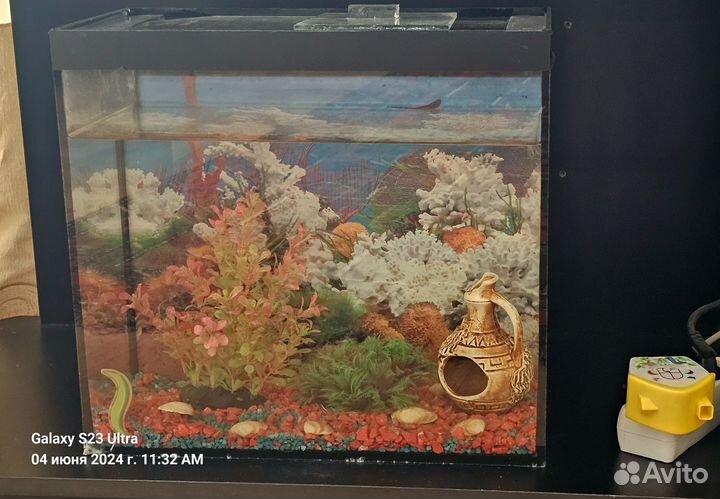 Аквариумные рыбки