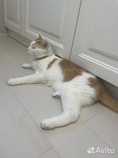 Отдам кота в добрые руки