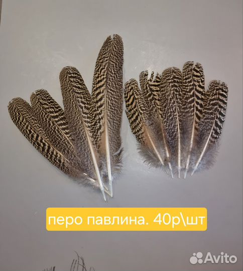 Перо павлина