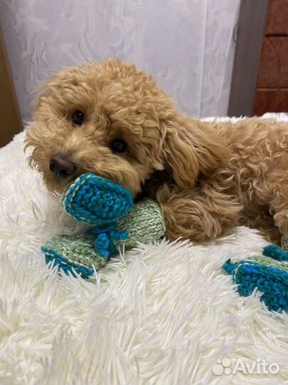 Обувь для собак мелких пород