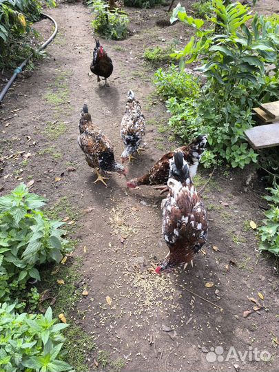Петухи ливенские-ситцевые