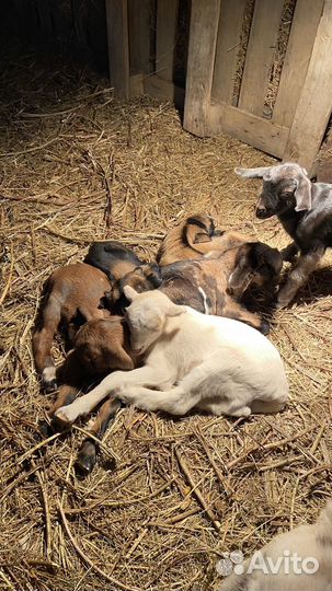 Нубийские козлята