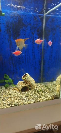 Аквариум с рыбками