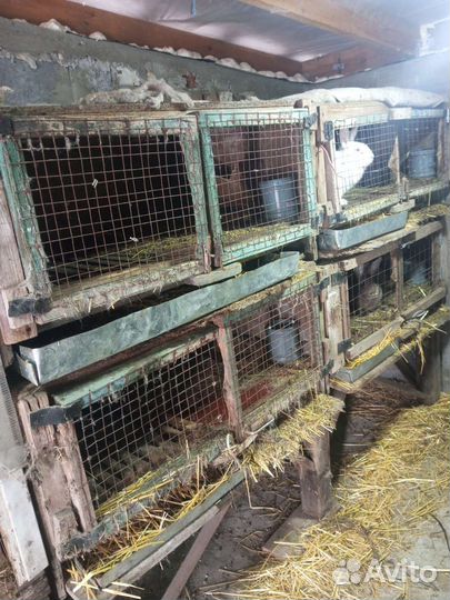 Клетка для кролика