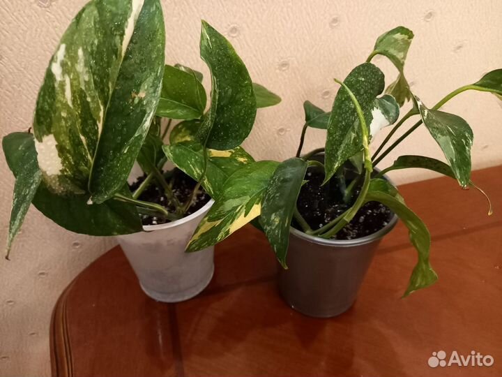 Филодундрон Гигантум, Вайт Кнайт, Хойя